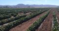 50 hectáreas de terreno productivo en Sauzal, Ensenada BC