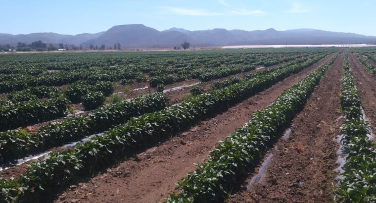 50 hectáreas de terreno productivo en Sauzal, Ensenada BC