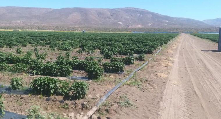 50 hectáreas de terreno productivo en Sauzal, Ensenada BC