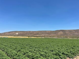 50 hectáreas de terreno productivo en Sauzal, Ensenada BC