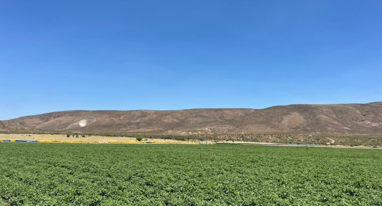 50 hectáreas de terreno productivo en Sauzal, Ensenada BC